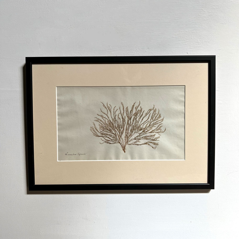 Antique real seaweed framed | no 1