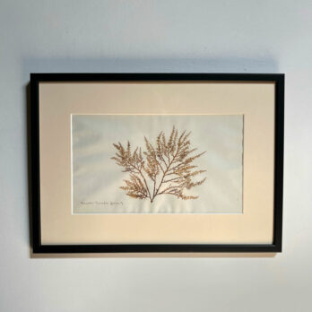 Antique real seaweed framed | no 10