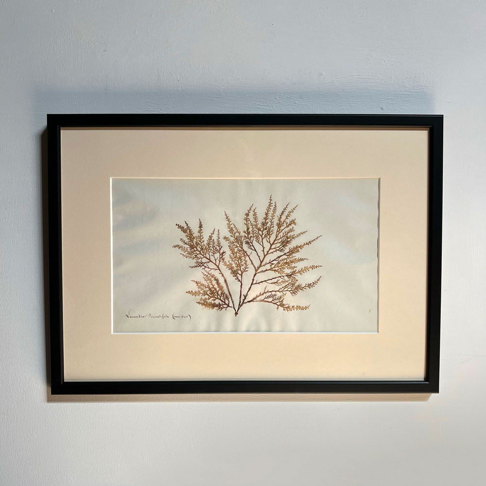 Antique real seaweed framed | no 10