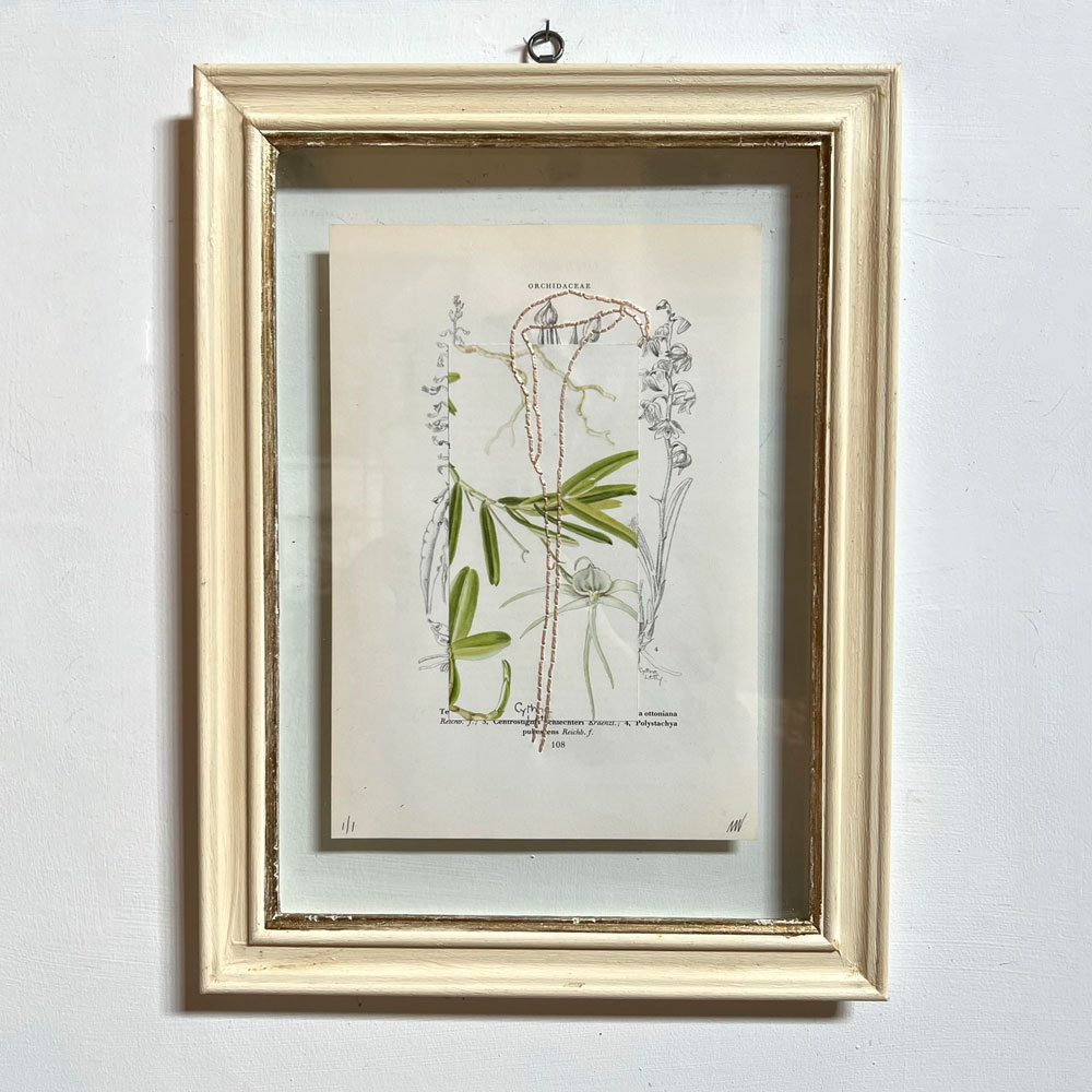 Botanical Book Plate Collage Artwork 108