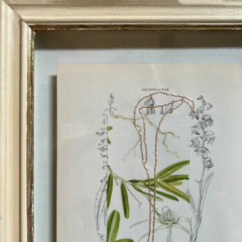 Botanical Book Plate Collage Artwork 108