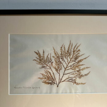 Antique real seaweed framed | no 10