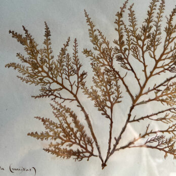 Antique real seaweAntique real seaweed framed | no 10ed framed | no 10