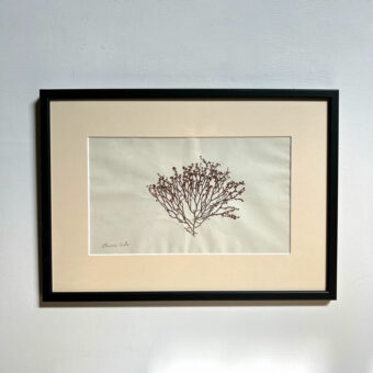 Antique real seaweed framed | no 11