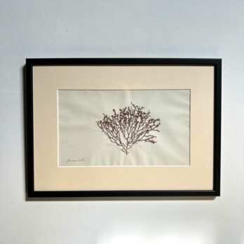 Antique real seaweed framed | no 11