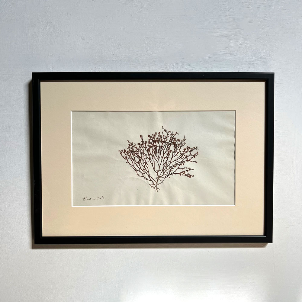 Antique real seaweed framed | no 11