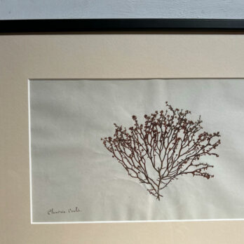 Antique real seaweed framed | no 11