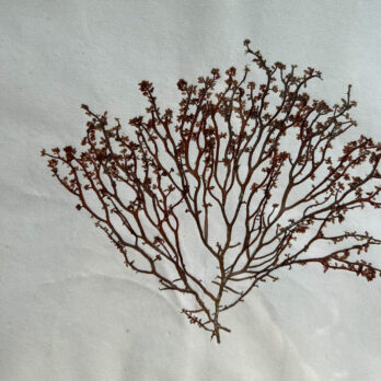 Antique real seaweed framed | no 11