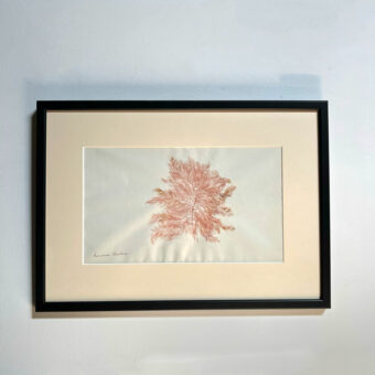 Antique real seaweed framed | no 12