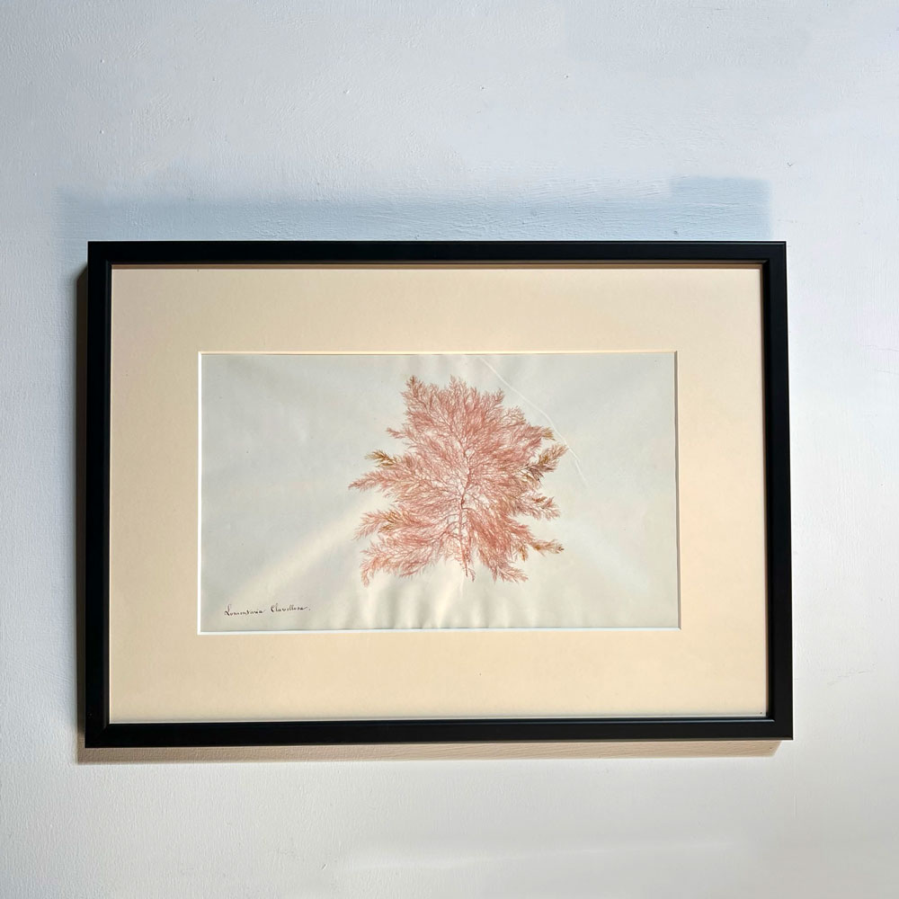 Antique real seaweed framed | no 12