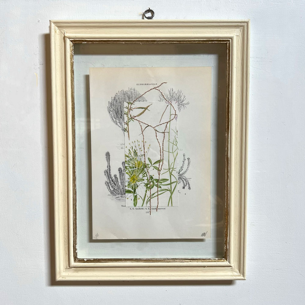 Botanical Book Plate Collage Artwork 197