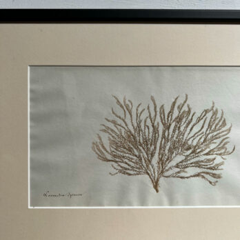 Antique real seaweed framed | no 1