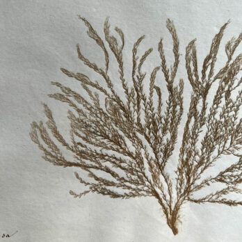 Antique real seaweed framed | no 1