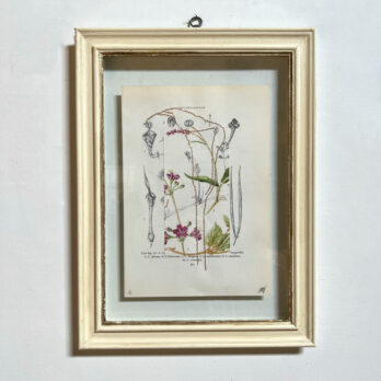Botanical Book Plate Collage Artwork 261