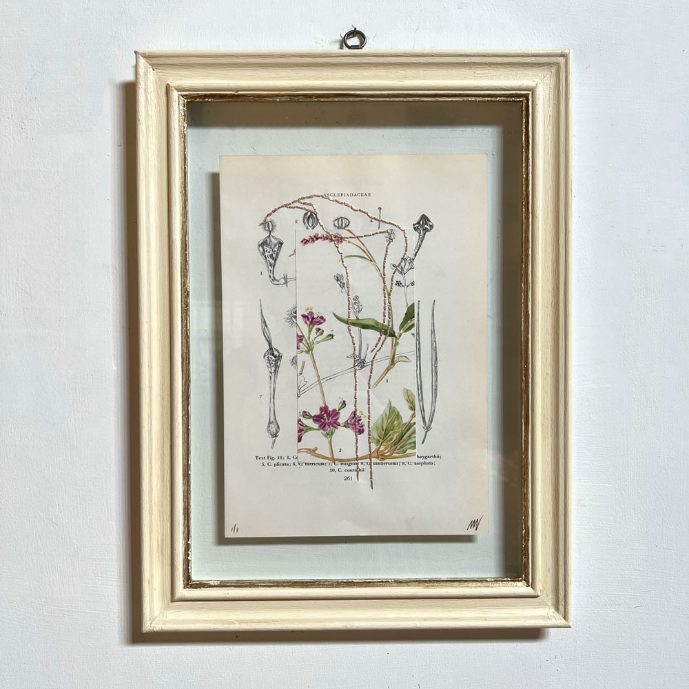 Botanical Book Plate Collage Artwork 261