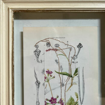 Botanical Book Plate Collage Artwork 261