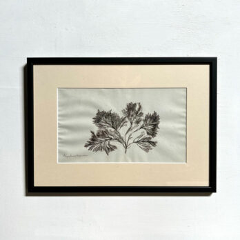 Antique real seaweed framed | no 3