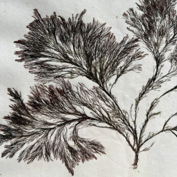 Antique real seaweed framed | no 3