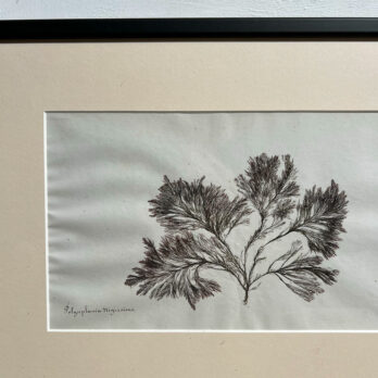 Antique real seaweed framed | no 3