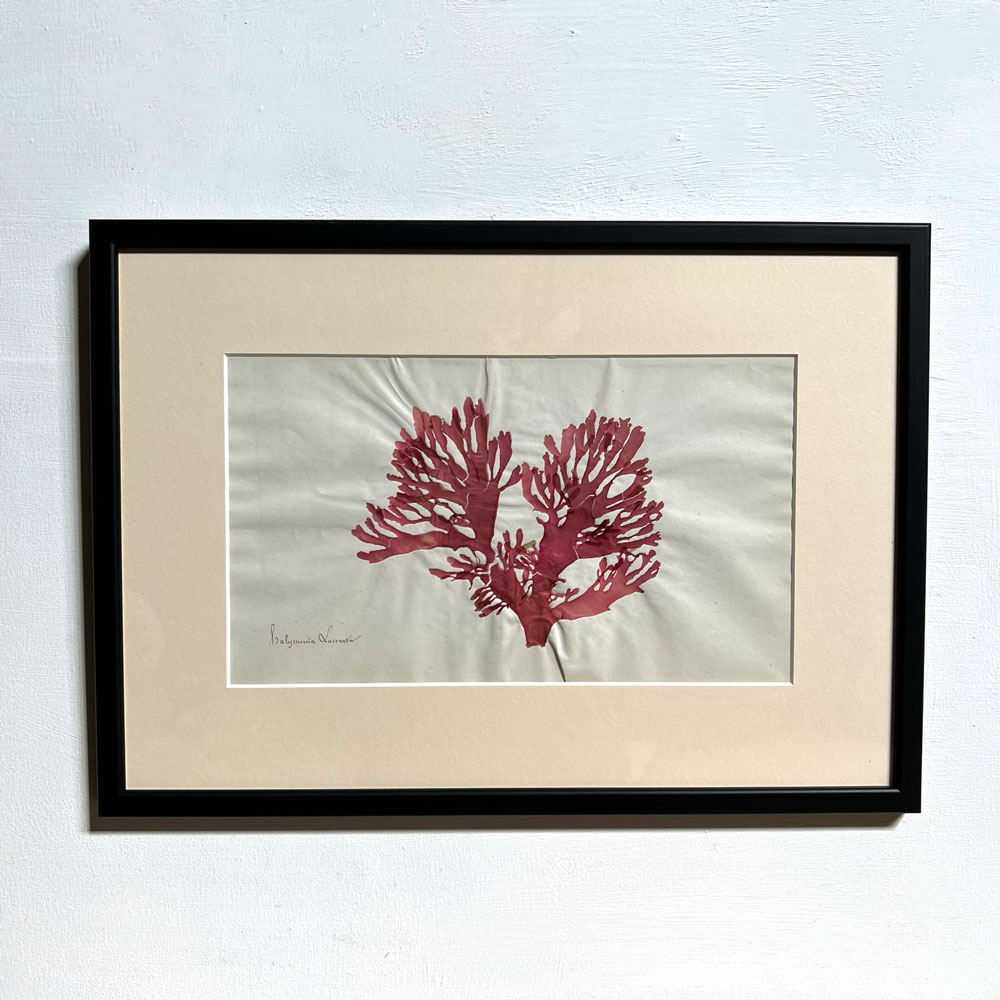 Antique real seaweed framed | no 4