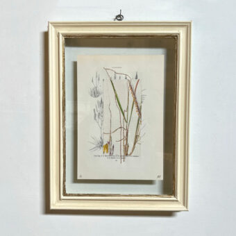 Botanical Book Plate Collage Artwork 41