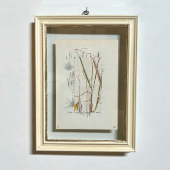 Botanical Book Plate Collage Artwork 41