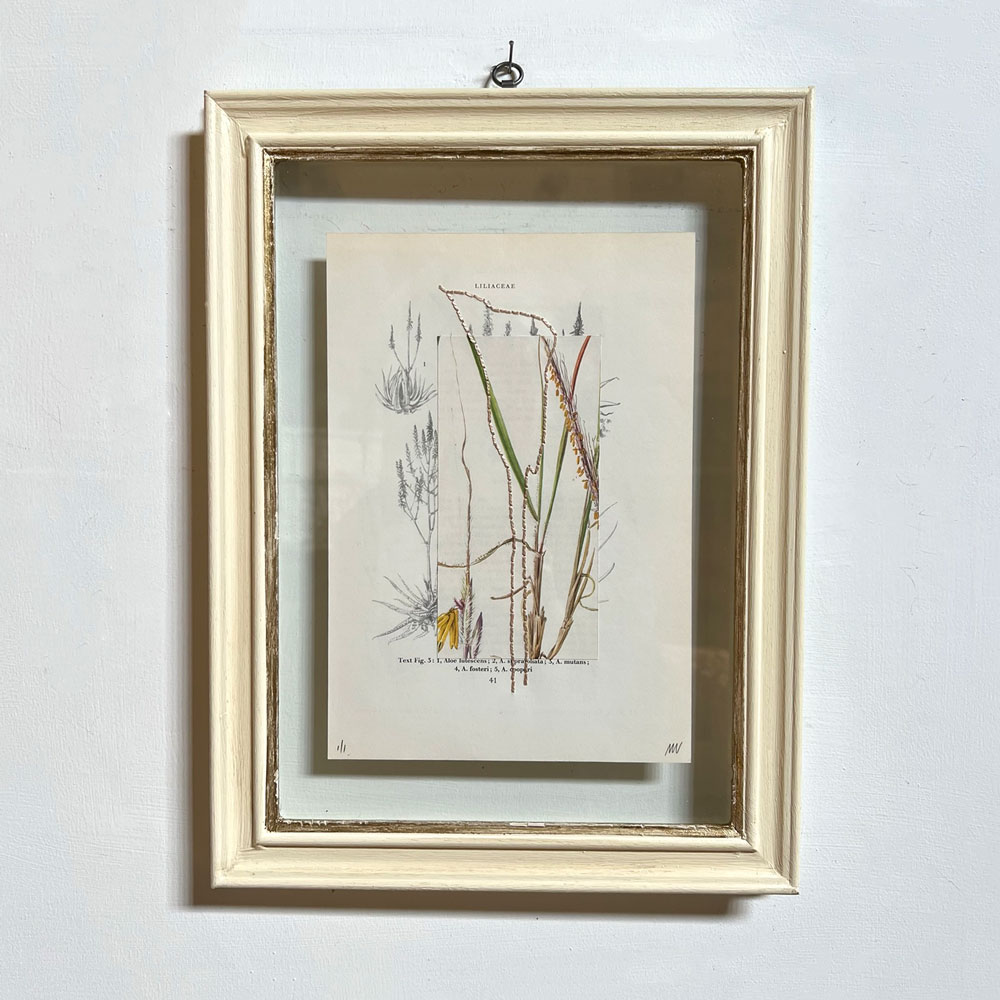 Botanical Book Plate Collage Artwork 41