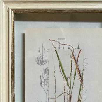 Botanical Book Plate Collage Artwork 41