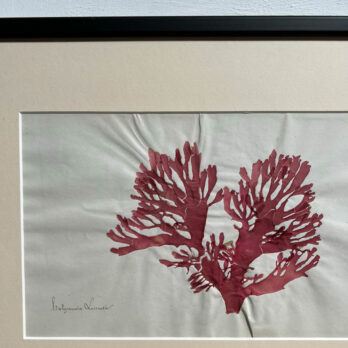 Antique real seaweed framed | no 4