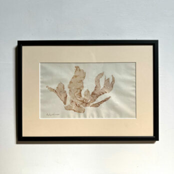 Antique real seaweed framed | no 5