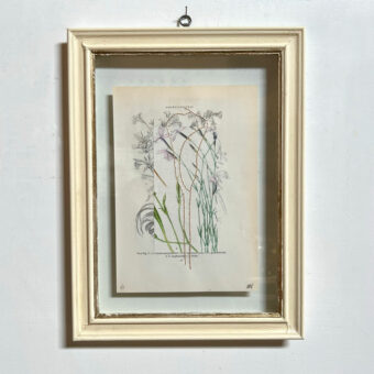 Botanical Book Plate Collage Artwork 57.Botanical Book Plate Collage Artwork 57.Botanical Book Plate Collage Artwork 57.