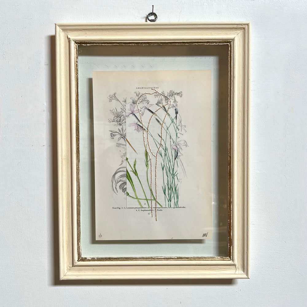Botanical Book Plate Collage Artwork 57.Botanical Book Plate Collage Artwork 57.Botanical Book Plate Collage Artwork 57.