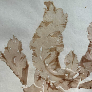 Antique real seaweed framed | no 5