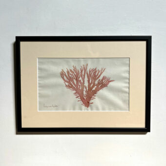 Antique real seaweed framed | no 6