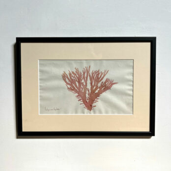 Antique real seaweed framed | no 6