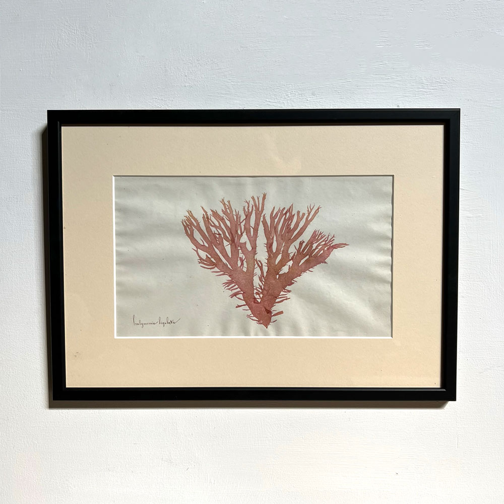 Antique real seaweed framed | no 6