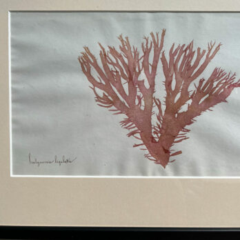 Antique real seaweed framed | no 6