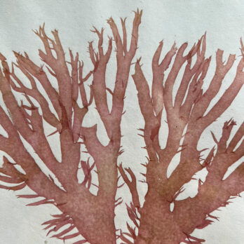 Antique real seaweed framed | no 6