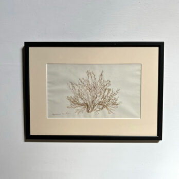 Antique real seaweed framed | no 7