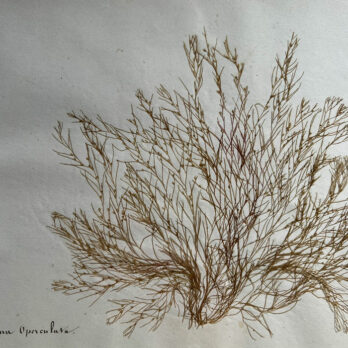 Antique real seaweed framed | no 7