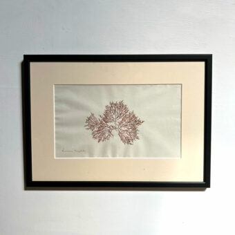 Antique real seaweed framed | no 8