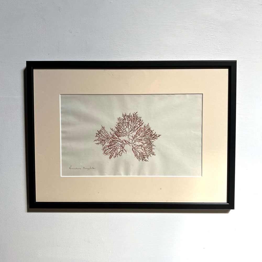 Antique real seaweed framed | no 8