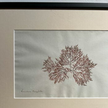 Antique real seaweed framed | no 8