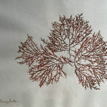 Antique real seaweed framed | no 8