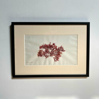 Antique real seaweed framed | no 9