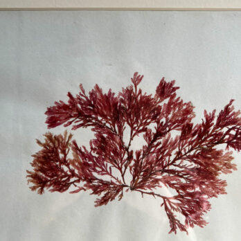 Antique real seaweed framed | no 9