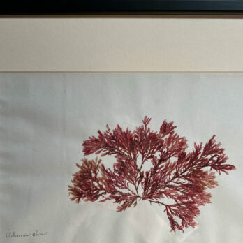 Antique real seaweed framed | no 9