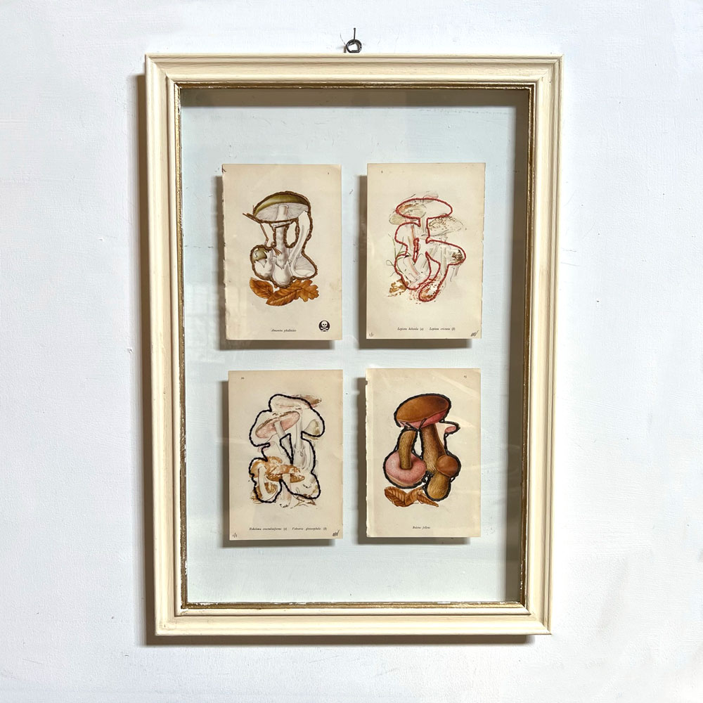 Mixed Botanical book plate Art | A