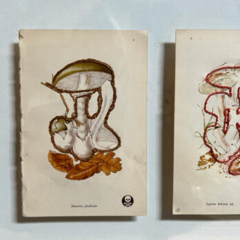 Mixed Botanical book plate Art | A