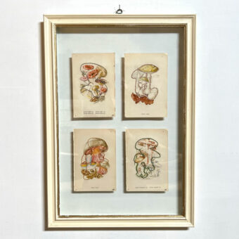 Mixed Botanical book plate Art | B